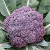 Jacaranda Broccoli Seeds BR39-25_Base